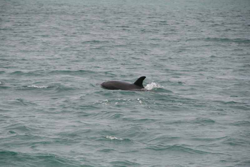 Nieuw-Zeeland 2011 - 0224